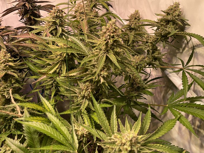 Growreport Bild 5