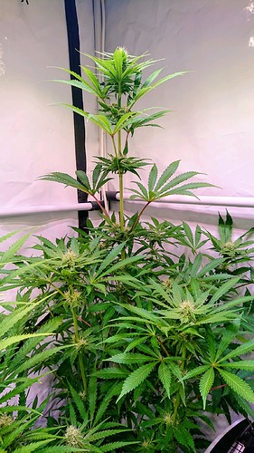 Growreport Bild 11