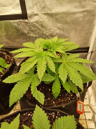 Growreport Bild 50