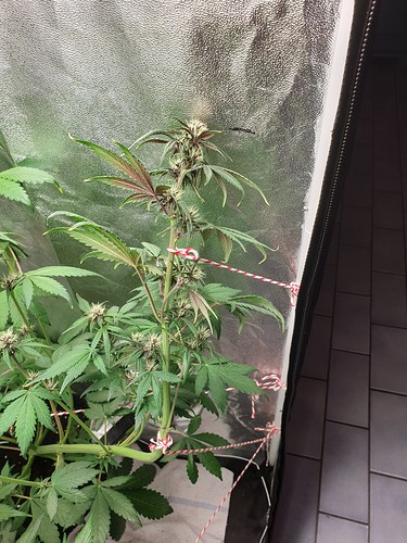 Growreport Bild 16