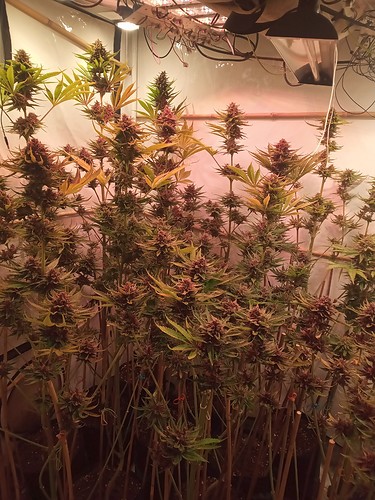 Growreport Bild 51