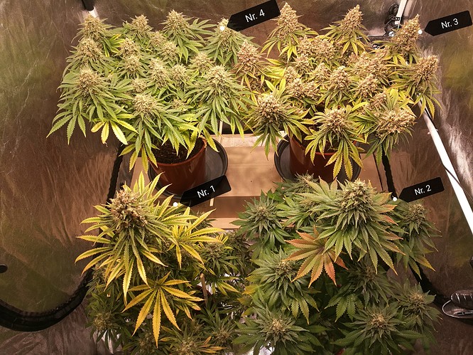 Growreport Bild 1