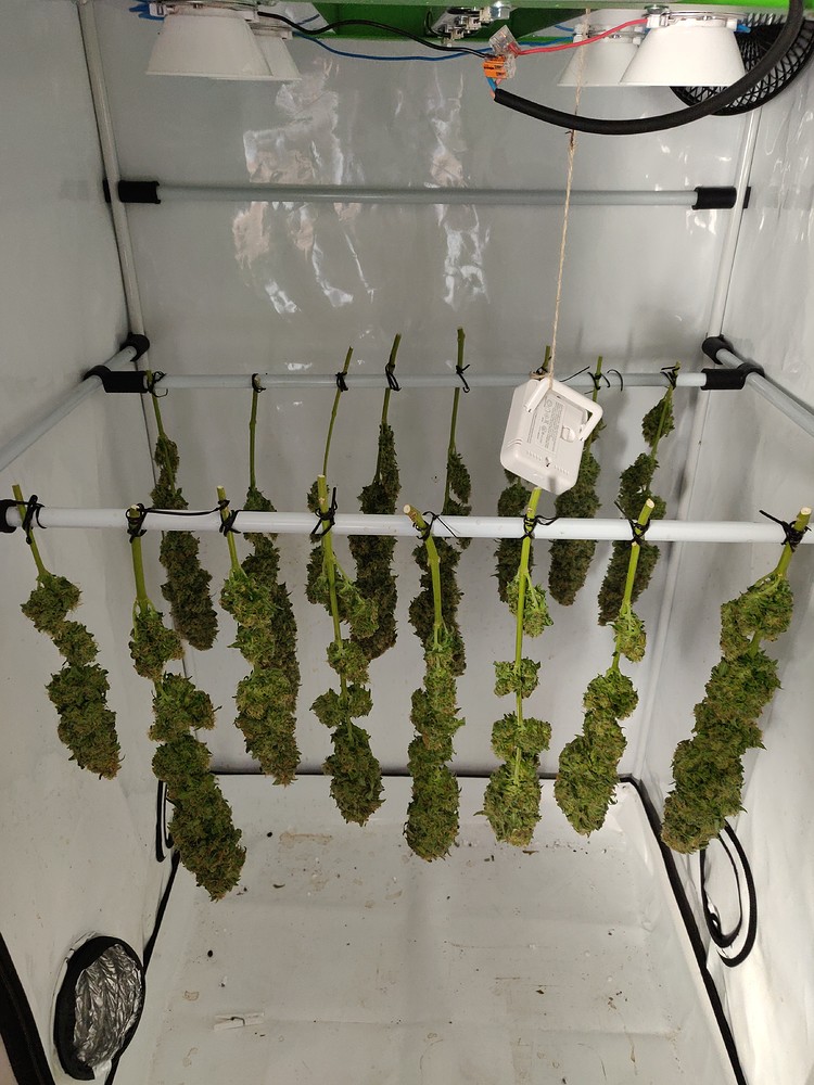 [Beendet] 1st Grow | Pro Emit 200W LED | FarRed | Topping - LST