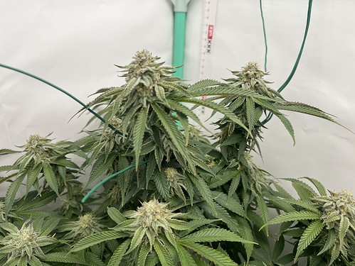 Growreport Bild 6