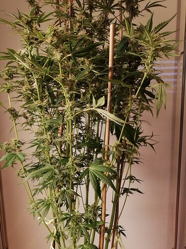 GG#2_231221-9
