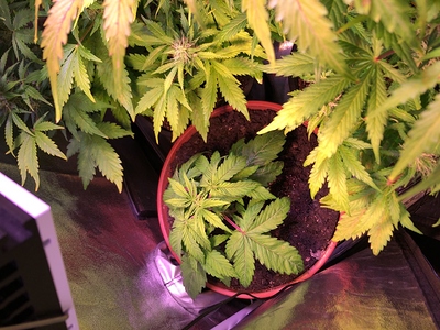 Growreport Bild 3