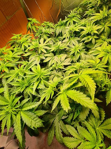 Viele grüne Cannabispflanzen in der Wachstumsphase, dicht beieinander stehend.