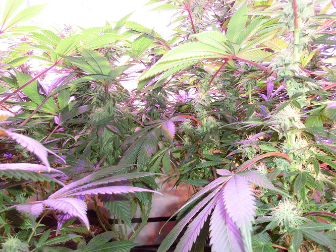 Growreport Bild 10