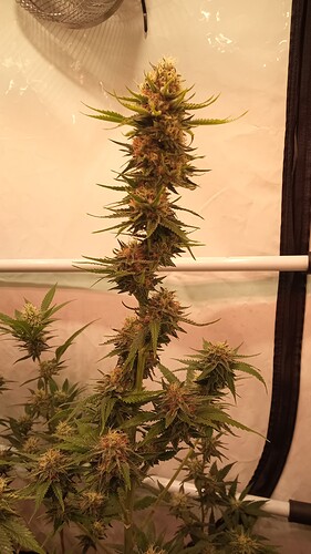 Growreport Bild 8