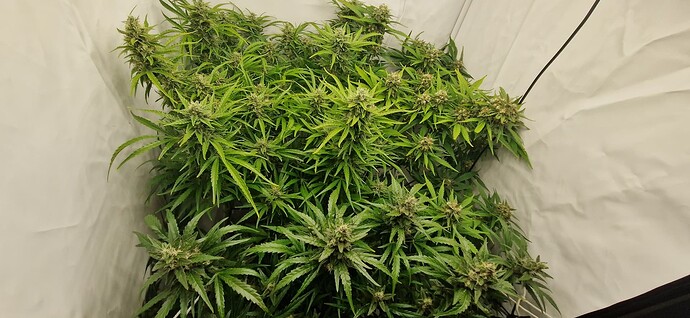 Growreport Bild 2