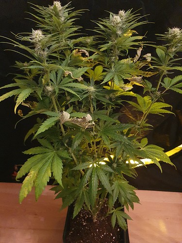 Growreport Bild 3