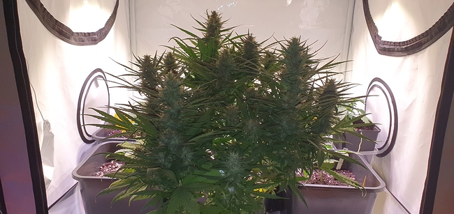 Growreport Bild 5