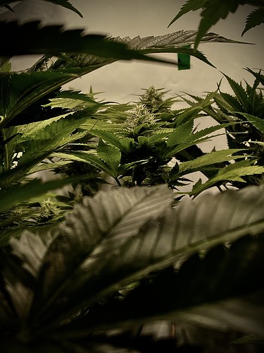 Growreport Bild 16