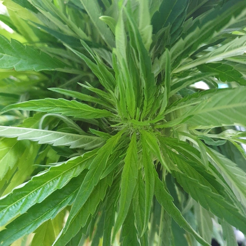 15974873168278626266551001846153