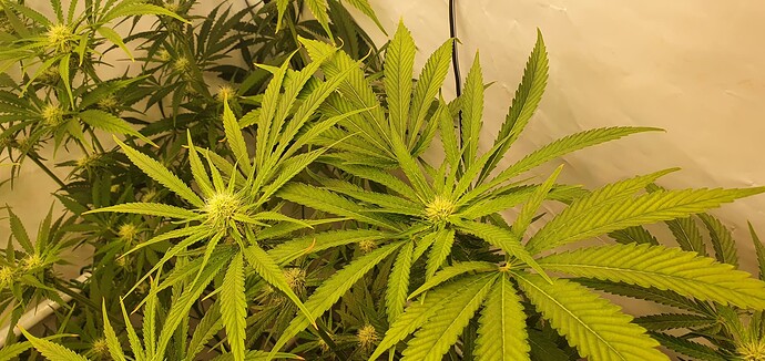 Growreport Bild 12