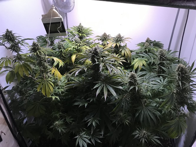 Growreport Bild 5