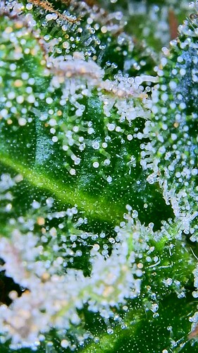 Growreport Bild 14