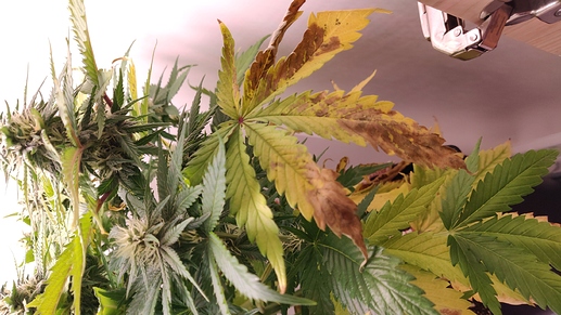 Growreport Bild 7