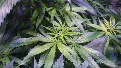 Growreport Bild 19
