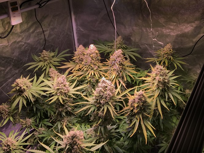 Growreport Bild 2