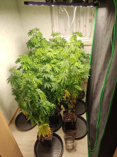 Growreport Bild 1