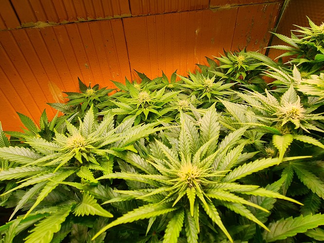 Mehrere Cannabis-Pflanzen in der Blütephase mit dichtem Blattwerk und beginnenden Blütenständen, beleuchtet von einer orangefarbenen Lichtquelle.