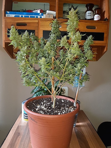 Growreport Bild 6