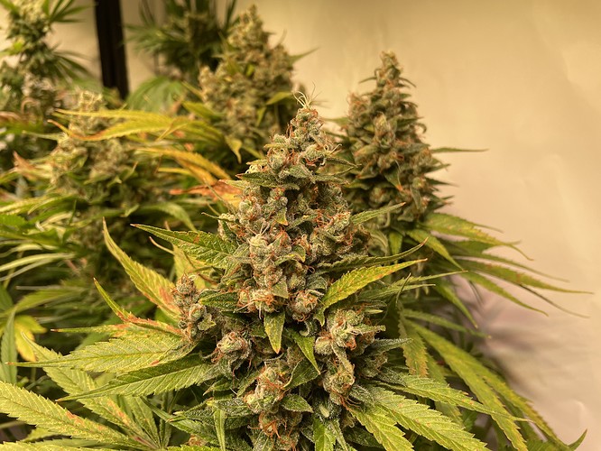 Growreport Bild 1
