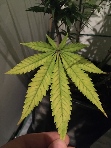 Growreport Bild 2