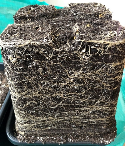 Growreport Bild 2