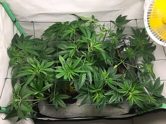 Growreport Bild 7