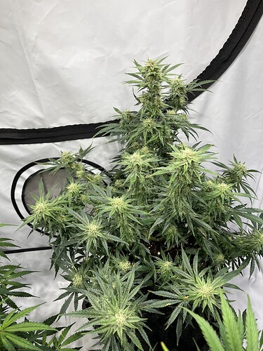 Growreport Bild 24