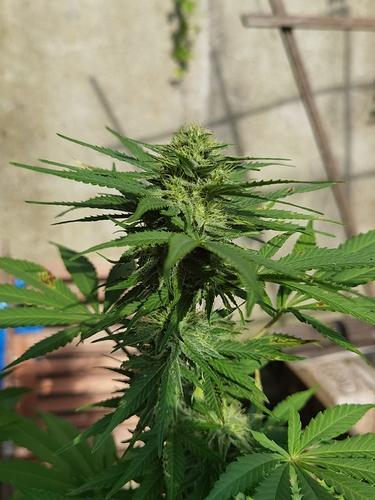 Growreport Bild 6