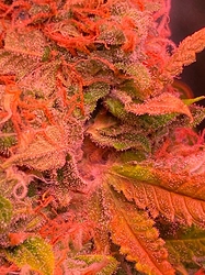 Growreport Bild 3