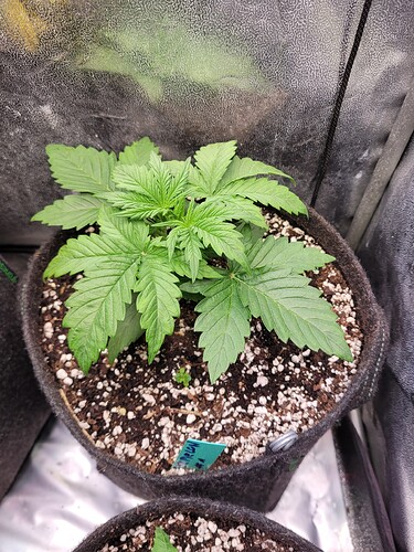 Growreport Bild 2