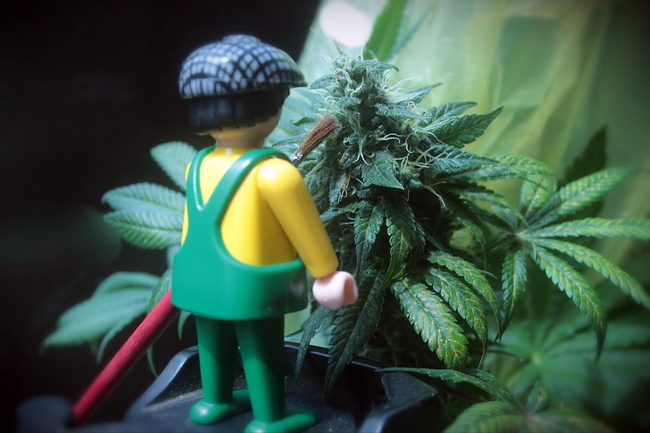 Growreport Bild 29