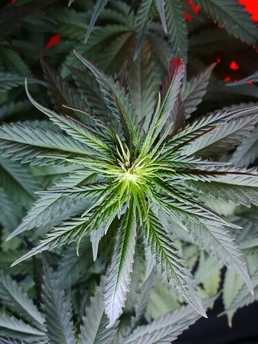 Growreport Bild 3