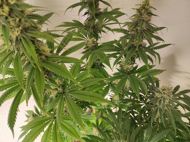 Growreport Bild 3