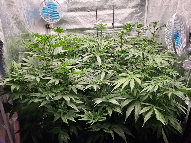 Growreport Bild 25
