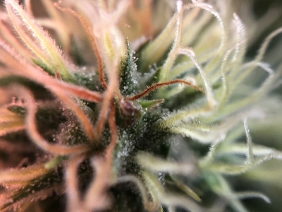 Growreport Bild 8