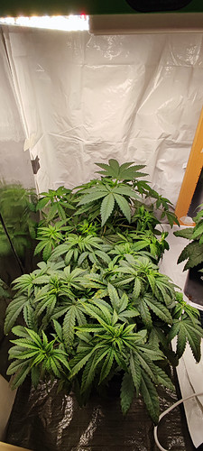 Growreport Bild 2