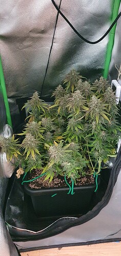 Growreport Bild 1