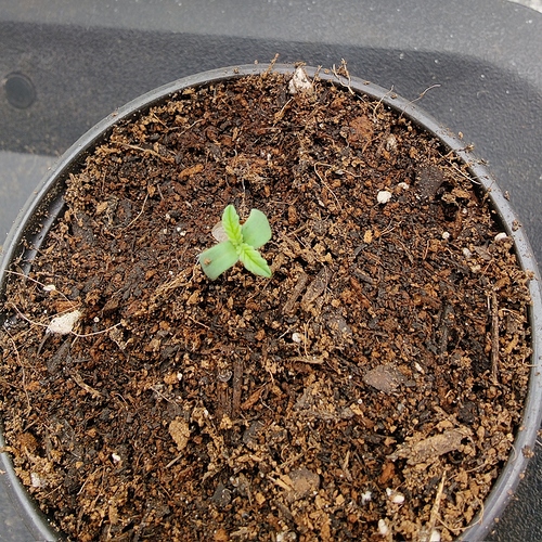 Growreport Bild 5