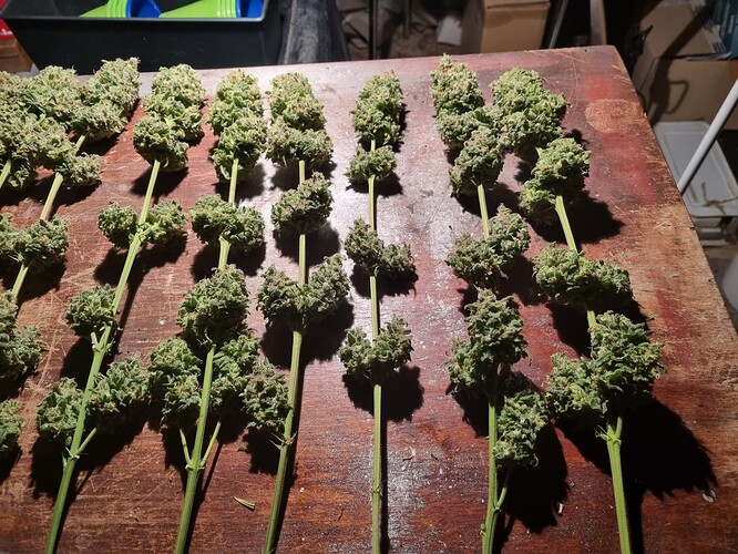 Growreport Bild 53