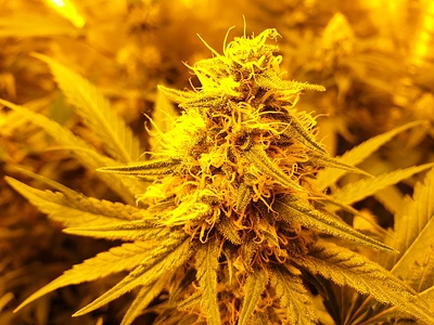 Growreport Bild 10