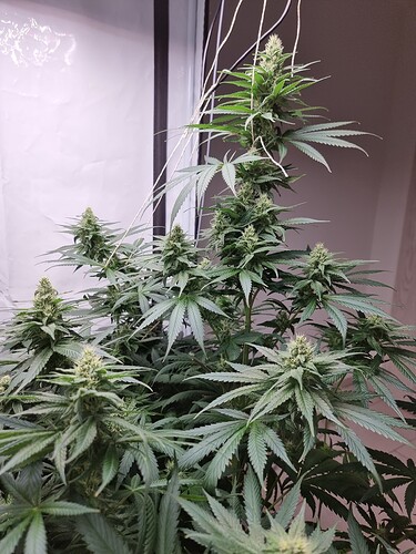 Growreport Bild 3
