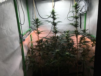 Growreport Bild 6