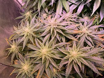 Growreport Bild 19