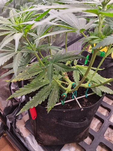 Growreport Bild 24