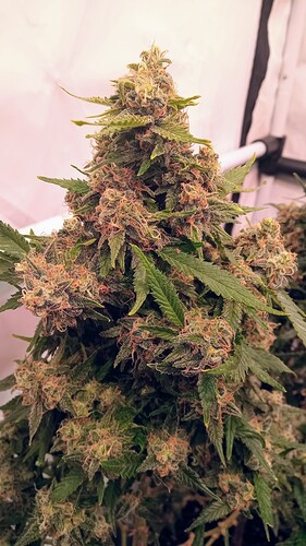 Growreport Bild 21